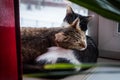 Two young cats black-white and tabby lie together Royalty Free Stock Photo