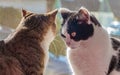 Two adult young cats black and white and tabby are sitting together on a windowsill and one cat is looking through the window to Royalty Free Stock Photo