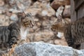 Two adult young tabby cats are looking each other outside Royalty Free Stock Photo