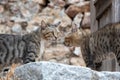 Two adult young tabby cats are looking each other outside Royalty Free Stock Photo