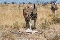 Two adult zebra and one baby resting