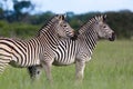 Two adult zebras