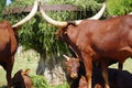 Two adults and two babies-calfs of Ankole-Watusi cows at the ZOO in Bussolegno, Italy Royalty Free Stock Photo