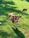 Fallow deer in a park Royalty Free Stock Photo