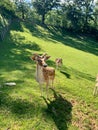 Fallow deer in a park Royalty Free Stock Photo