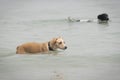 Two adults female dogs swimming in the beach Royalty Free Stock Photo