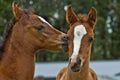 Two affectionate baby horse foals Royalty Free Stock Photo