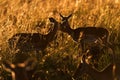 Two Affectionate Impalas at Sunrise