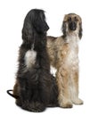 Two Afghan hounds, 1 and 2 years old Royalty Free Stock Photo