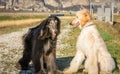 Two Afghan hounds. Portrait.The Afghan Hound is a hound that is distinguished by its thick, fine, silky coat .The breed was select