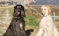 Two Afghan hounds. Portrait.The Afghan Hound is a hound that is distinguished by its thick, fine, silky coat .The breed was select