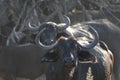 Two African Buffalo Royalty Free Stock Photo