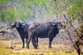 Two african buffaloes at Bwabwata national park in Namibia