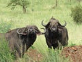 two African buffalos with birds on their backs looking at the camera