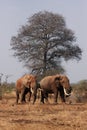 Two African bush elephant Loxodonta africana or African savanna elephant are drinking from the pond in the middle of savanna Royalty Free Stock Photo