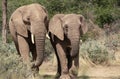 Two African Bush Elephants in the grassland of Etosha National Park, Namibia. Royalty Free Stock Photo