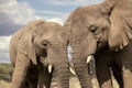 Two African Bush Elephants in the grassland of Etosha National Park, Namibia. Royalty Free Stock Photo