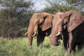 Two African bush elephants portrait in the Tarangire National Park  Tanzania. African savanna elephant -the largest living Royalty Free Stock Photo