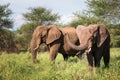 Two African bush elephants portrait in the Tarangire National Park, Tanzania. African savanna elephant -the largest living Royalty Free Stock Photo