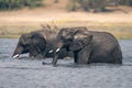 Two African bush elephants stand in river Royalty Free Stock Photo