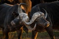 Two African Cape Buffalo locking horns in the golden hour. Royalty Free Stock Photo