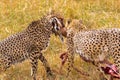 Two African cheetah caught Impala. Masai Mara. Kenya, Africa Royalty Free Stock Photo