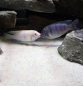 Two Aquarium Fish Kissing