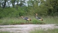 Two African crowned crane Royalty Free Stock Photo