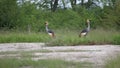 Two African crowned crane Royalty Free Stock Photo