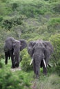 Two African elephant. Adult males with tusks going