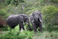 Two African elephant. Adult males with tusks in a waterhole