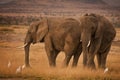 Two African elephants with cattle egrets