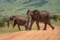 Two African elephants cross track in sun Royalty Free Stock Photo