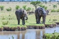 Two African Elephants Drinking From A Stream