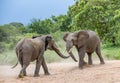Elephant bulls in a conflict situation Royalty Free Stock Photo