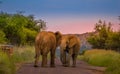 Two African elephants fighting on a road in a natioanl park during sunset safari in South Africa Royalty Free Stock Photo