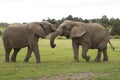 Two African elephants fighting South Africa Royalty Free Stock Photo
