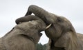 Two African elephants fighting South Africa Royalty Free Stock Photo