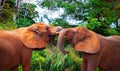 Two african elephants fighting Royalty Free Stock Photo