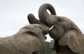 Two African elephants fighting Royalty Free Stock Photo