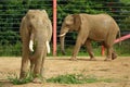 Two African elephants inside wire fencing Royalty Free Stock Photo