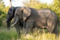 Two african elephants in Kruger park Royalty Free Stock Photo