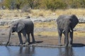 African elephants loxodonta africana in the Etosha National Park Royalty Free Stock Photo