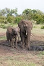 two African elephants in the mud Royalty Free Stock Photo