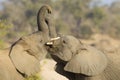 Two African Elephants play fighting in South Africa Royalty Free Stock Photo