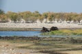 Two african elephants playing in a water hole, in Etosha National Park, Namibia. Beautiful landscape Royalty Free Stock Photo