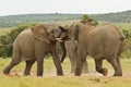 Two African elephants playing at a water hole Royalty Free Stock Photo