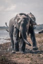 Two African elephants running along sunny riverbank Royalty Free Stock Photo