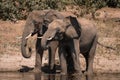 Two African elephants stand drinking by river Royalty Free Stock Photo