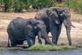 Two African elephants stand drinking from river Royalty Free Stock Photo